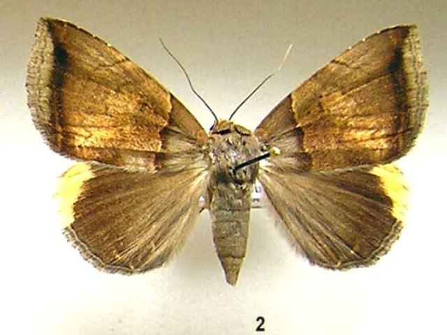Achaea ezeoides
